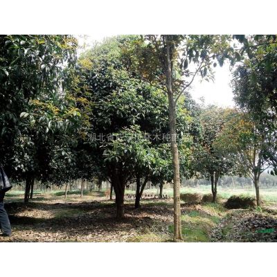 湖北咸寧供應(yīng)8－25公分樸樹，欒樹，紫薇