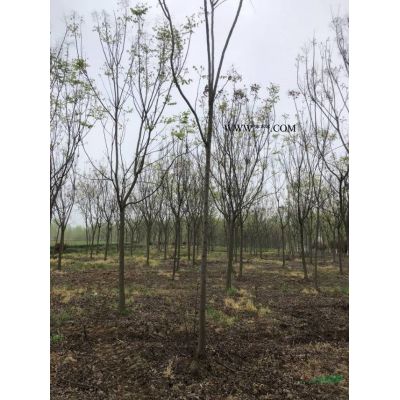 這是12公分樸樹，安徽樸樹安徽12公分樸樹大量批發這是本基地