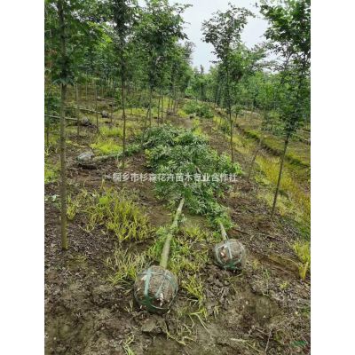 浙江嘉興樸樹價格優惠/浙江樸樹哪里便宜基地