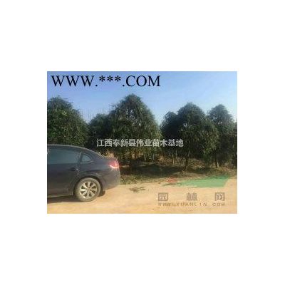 精品臺灣櫻花早櫻晚櫻D20公分江西櫻花苗圃基地江西宜春奉新南昌偉業苗木