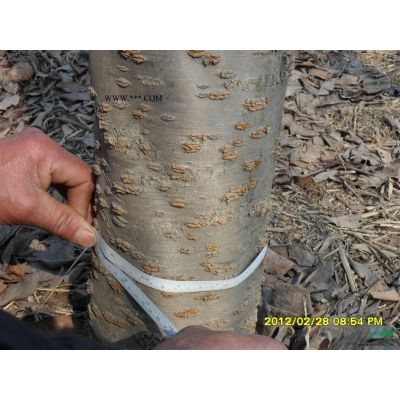 叢生樸樹，泰安叢生樸樹泰安市本昌園林泰安樸樹