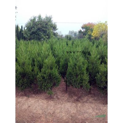 9公分櫻花價(jià)格，10公分櫻花價(jià)格報(bào)價(jià)，11公分櫻花價(jià)格