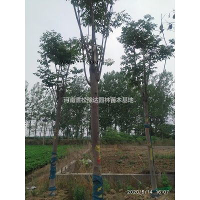 河南地區(qū)供應(yīng)櫻花