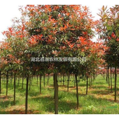 大小規格湖北櫻花樹 黃岡櫻花 可供安徽櫻花 可供江西櫻花基地