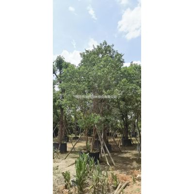 廣東叢生樸樹 揭陽叢生樸樹農戶批發/供應
