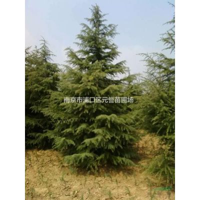 櫻花，日本櫻花，櫻花價格，南京精品櫻花