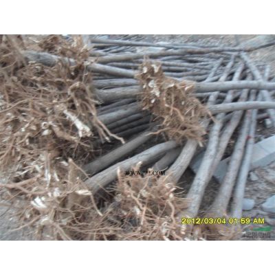 泰安櫻花泰安15公分櫻花基地泰安市本昌園林供應