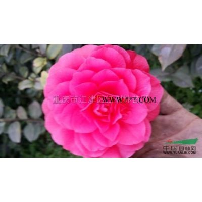 大量批發(fā)4到8公分櫻花4到8公分櫻花價格便宜