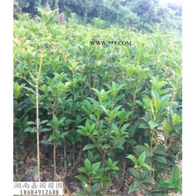 湖南紫微報(bào)價(jià)/湖南櫻花新供應(yīng)