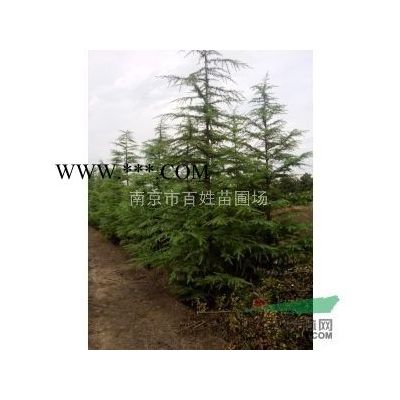 樸樹基地-安徽樸樹價格-10公分樸樹價格