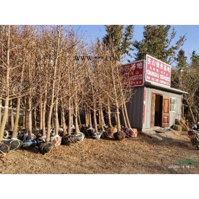 山東櫻花15公分一*質量才1150元上車