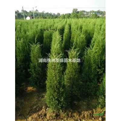 櫻花樹價格／湖南櫻花樹行情／櫻花種植技術／日本櫻花／湖南晚櫻