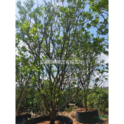 福建山櫻花、精品移植苗，規格*