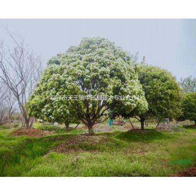 江蘇櫻花樹哪里好/就找句容市天王鎮(zhèn)長成苗木