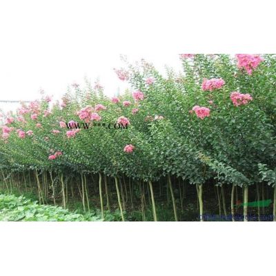 浙江精品櫻花特供