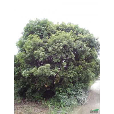 江西樸樹1到50公分6*新報價/樸樹1到50公分6圖片