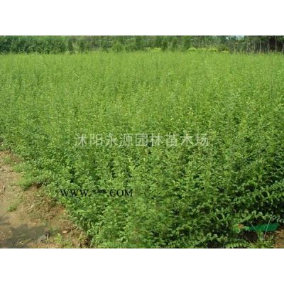 大批量供應櫻花苗，日本櫻花小苗，日本櫻花嫁接苗