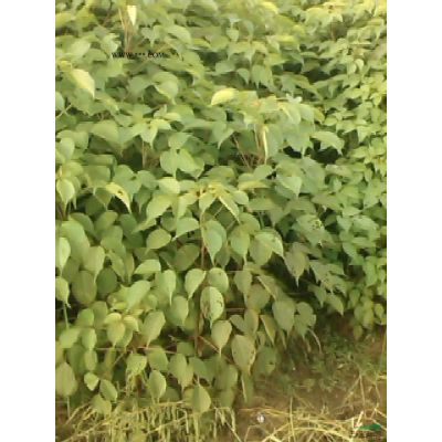 米徑40公分樸樹