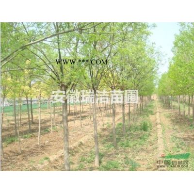 2019年8-12公分晚櫻 安徽晚櫻 安徽櫻花樹新報價