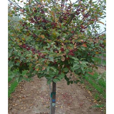 櫻花樹苗價格_櫻花樹多少錢一顆