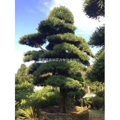 森華花卉專業批發紅皮榕 全冠香樟 重瓣櫻花