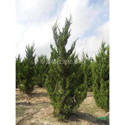 滁州蜀檜滁州龍柏滁州大葉女貞滁州樸樹