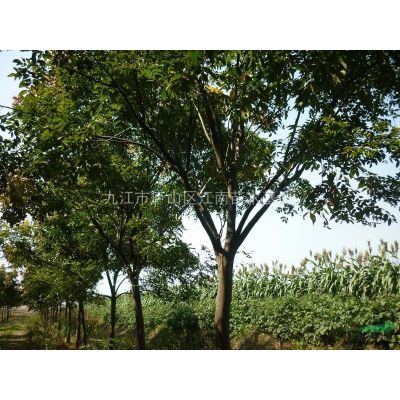 九江樸樹價格，樸樹樹苗價格