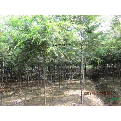 4cm精品樸樹(shù)