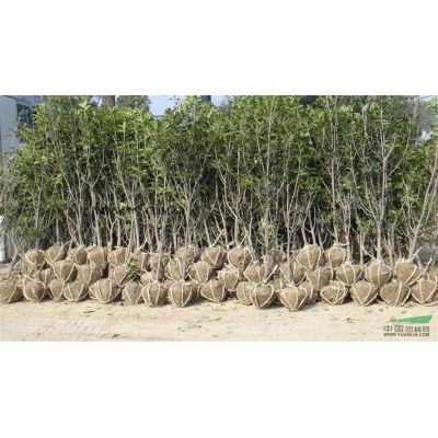供應叢生烏桕移栽容器苗熟貨夏季*先、叢生烏桕規(guī)格50-200公分..