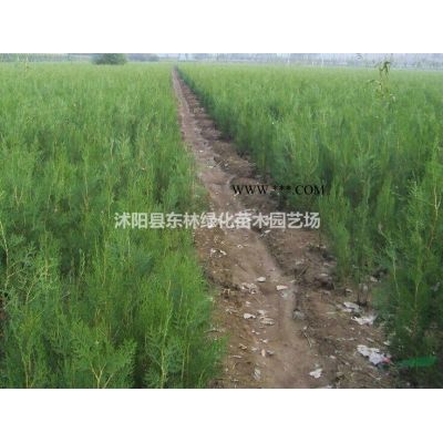 供應烏桕價格、烏桕圖片、烏桕產地、烏桕綠化苗木苗圃基地直銷