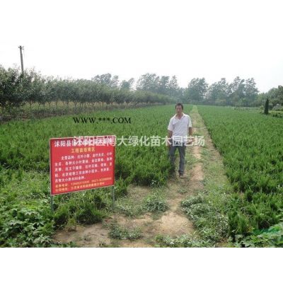 供應(yīng)烏桕 3公分烏桕樹(shù)苗價(jià)格 4公分烏桕價(jià)格 規(guī)格*