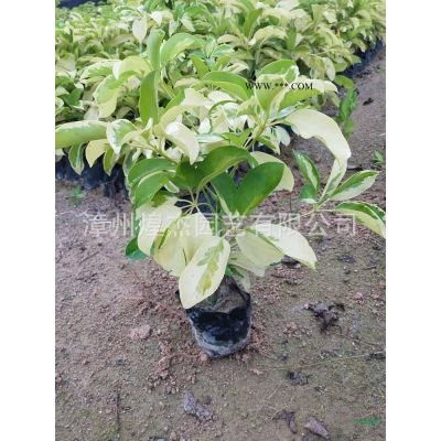 福建重陽木大量批發(fā) 漳州重陽木移植苗價格 漳州秋楓價格哪里好/哪家便宜