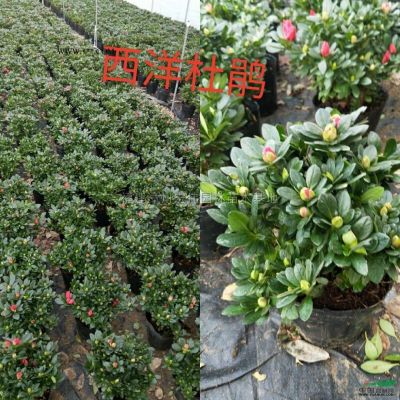 大量供應金合歡，銀葉金合歡