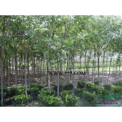 江西九江重陽木小苗介紹/特征/用途