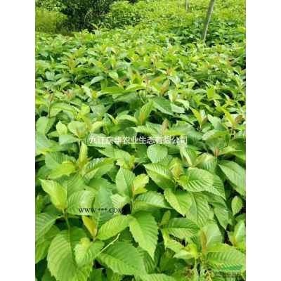 江西合歡小苗3哪里好/哪家便宜