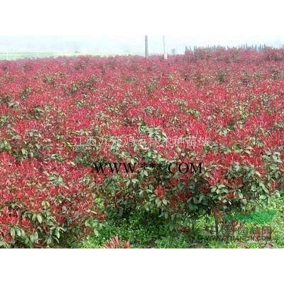 重陽木 江西重陽木報價 重陽木規格*