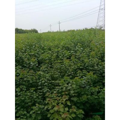 我公司供應(yīng)合歡 合歡小苗 有需要的老板可以聯(lián)系