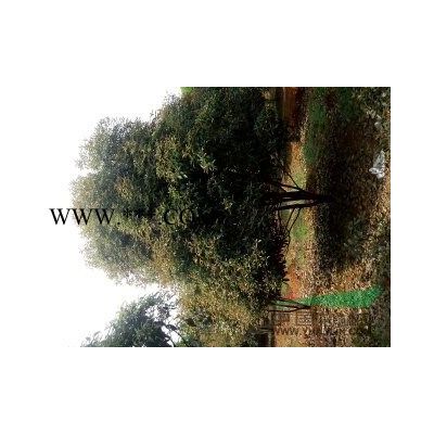 各種規格桂花、大量10公分楓香，8-12公分櫻花等