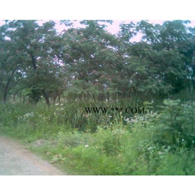 供應10-25公分楓香