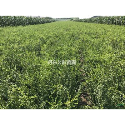 白蠟和家蠟的區別