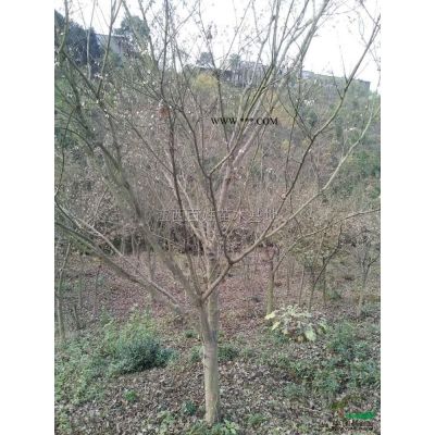 1到20公分楓香圖片\1到20公分楓香報價