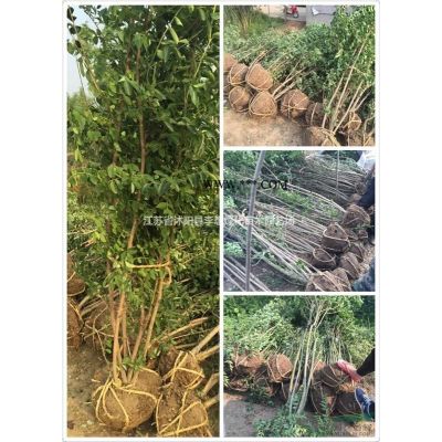 供應綠化苗木榆樹 榔榆樹