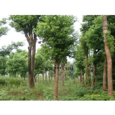 供應榔榆小苗1cm到5cm