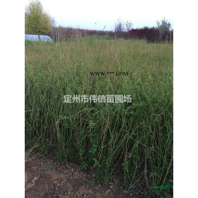 龍爪槐介紹，龍爪槐價(jià)格，龍爪槐產(chǎn)地，河北龍爪槐