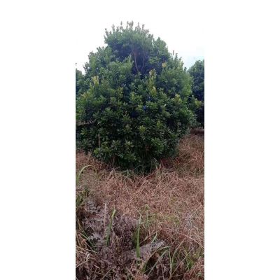 江西樸樹小苗批發(fā)/供應(yīng)，樸樹小苗基地大量供應(yīng)價格優(yōu)美