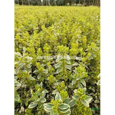 成都櫻花精品櫻花價格低便宜10公分15公分