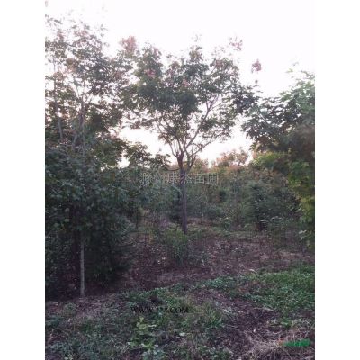 樸樹3圖片\樸樹3報價