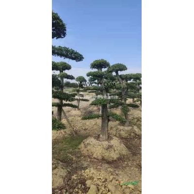 湖南造型羅漢松 樸樹 欒樹 香樟 楓香 果樹 櫻花