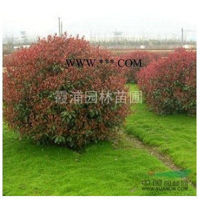 2014年櫻花價格 櫻花苗木*低報價 南京櫻花價格源頭批發