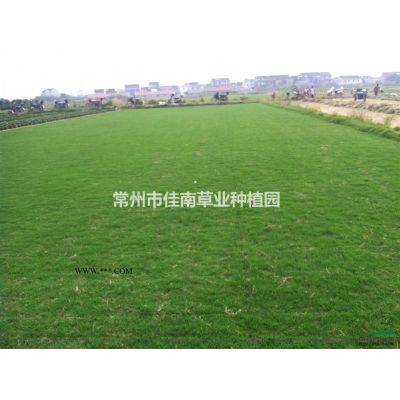 自種櫻花3-4公分2500棵 便宜賣